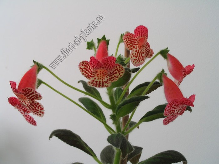 Kohleria Empress; 2012
