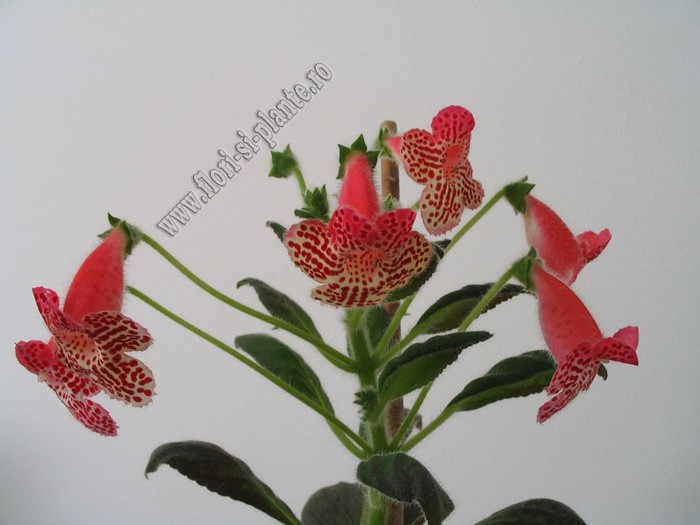 Kohleria Empress - KOHLERIA I