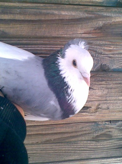 E vioriul meu al b%u0103tr