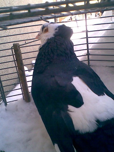 JPG004 - Porumbei mei