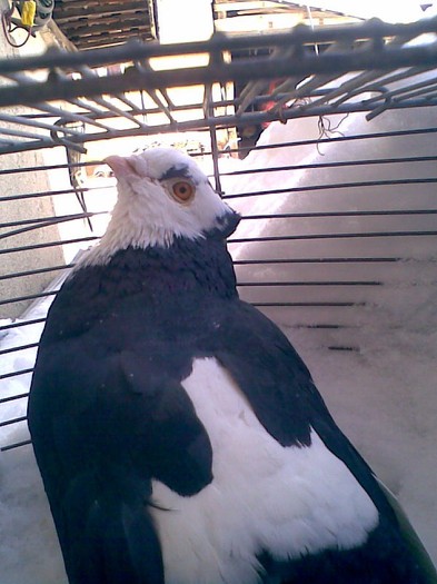 JPG005 - Porumbei mei