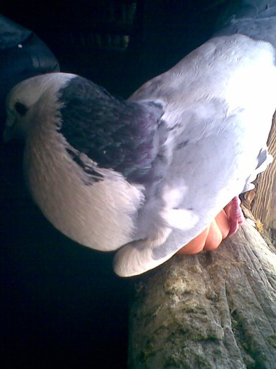 JPG022 - Porumbei mei