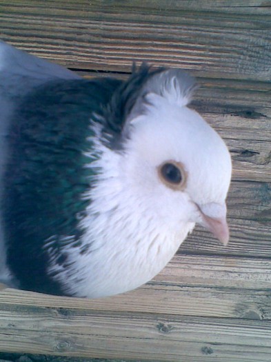 Vioriu moţat ochi negri - Porumbei mei