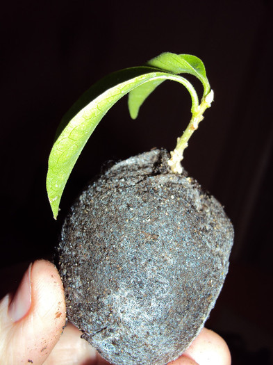 pus in turba - Bougainvillea
