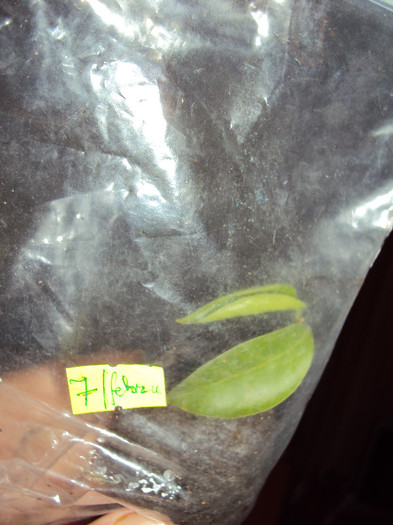 si in microsera - Bougainvillea