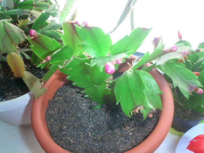 Alti bobocei - Schlumbergera 2011-2012