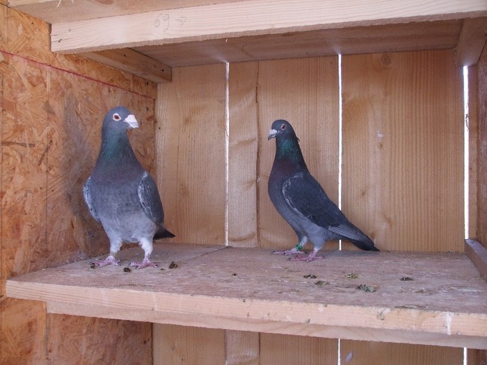  - poze 2012 eu si prietena pe sfarsit porumbei