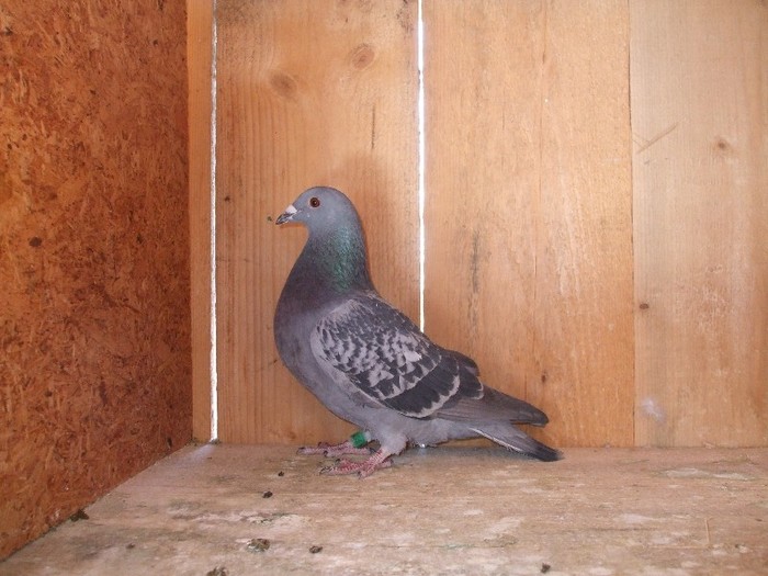  - poze 2012 eu si prietena pe sfarsit porumbei