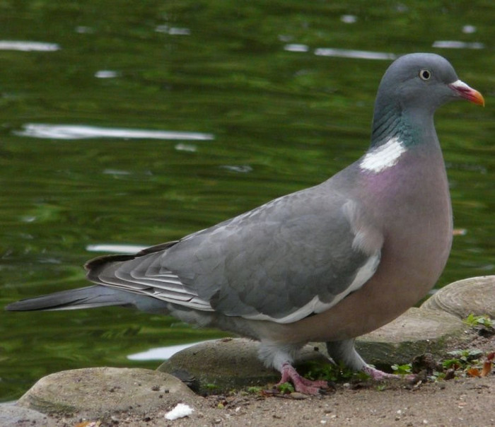 wood-pigeon-tower-gardens - PORUMBEI SALBATICI