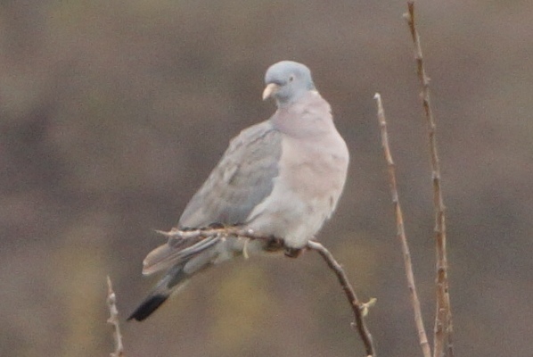 12mp - PORUMBEI SALBATICI