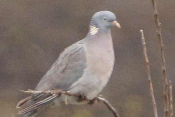 24mp - PORUMBEI SALBATICI