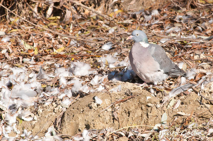 2011-11-9854 - PORUMBEI SALBATICI