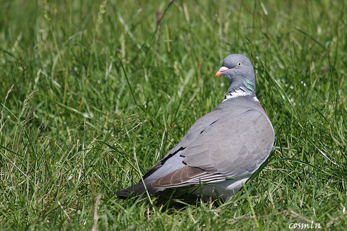 columba-palumbus-img_8468 - PORUMBEI SALBATICI