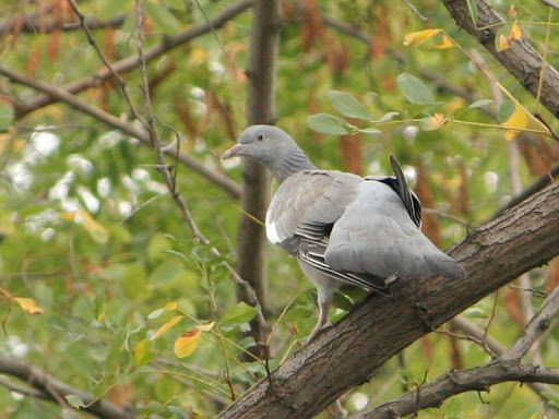 Porumbel - PORUMBEI SALBATICI