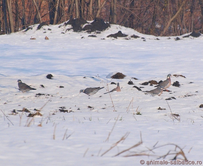 porumbelul-gulerat-3