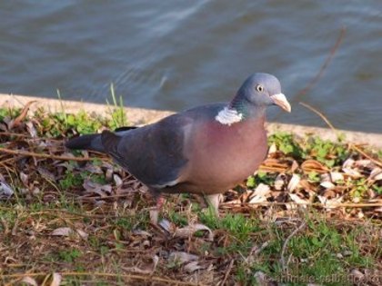 porumbelul-gulerat-columba-palumbus
