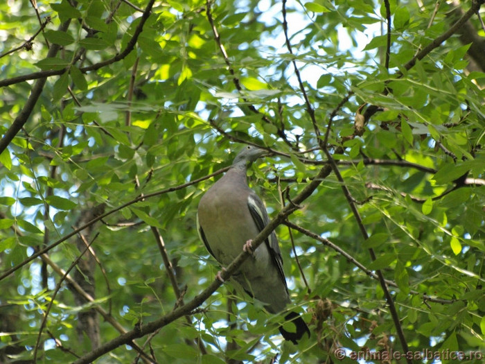 Copy of porumbelul-gulerat