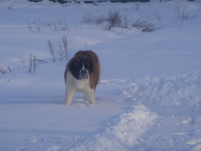DSC03053 - benny 2012