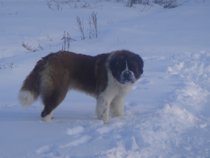 DSC03083 - benny 2012