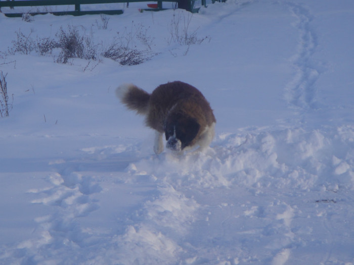 DSC03084 - benny 2012