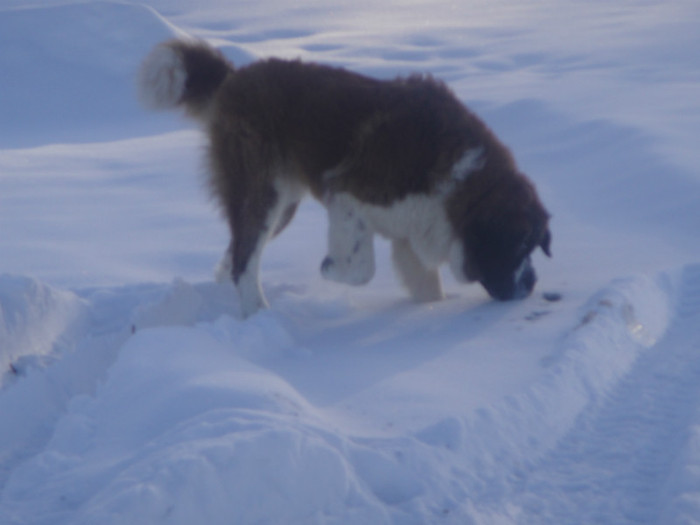 DSC03085 - benny 2012