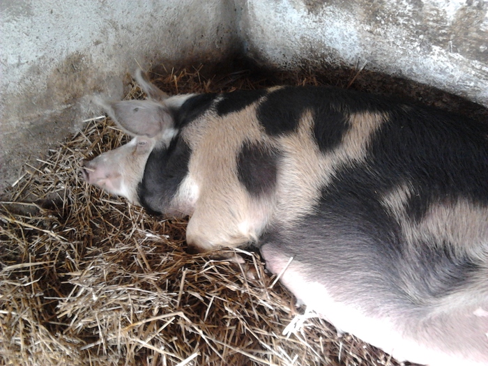 Pietran - Porci de vanzare rasa pura  Pietran Pic si Duroc Tel- 0764556261