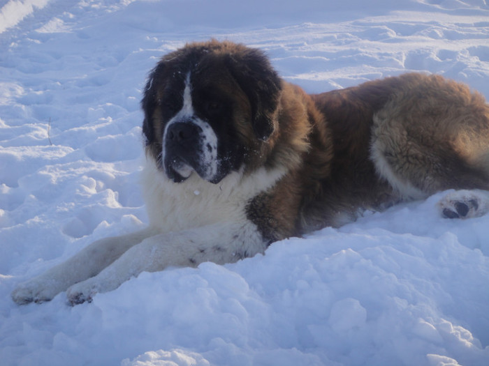 DSC03095 - benny 2012