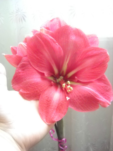 8.02.2012 am inflorit a 3-a floare!