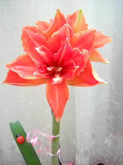 8.02.2012 ;am inflorit