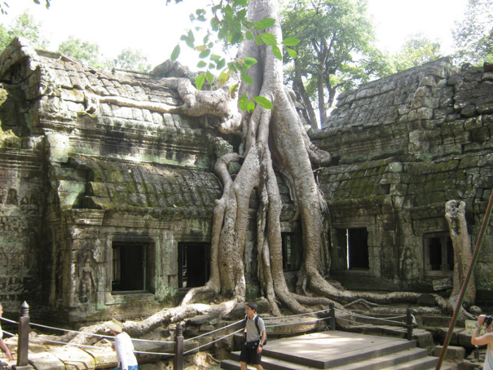 Templul Ta Prohm - Cambodgia