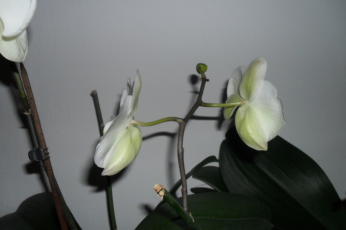 reinflorire phala1 002