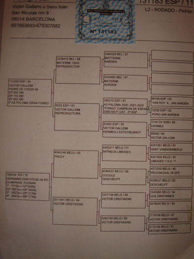 DSC04671 - Pedigree porumbei de vanzare