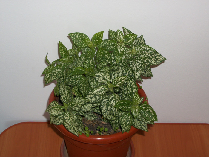 08 FEB 2012 - hypoestes