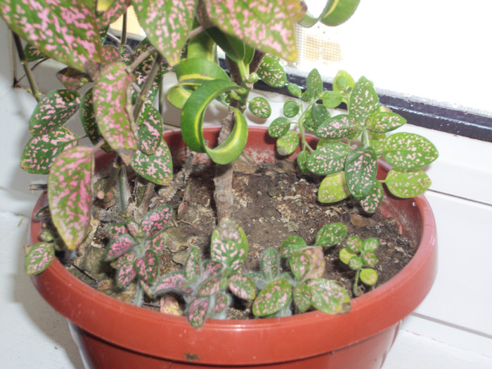 au iesit singuri pe unde au vrut!!!