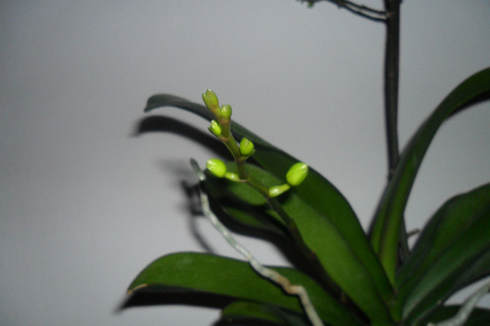 Pelorica 006