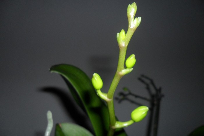 Pelorica 010