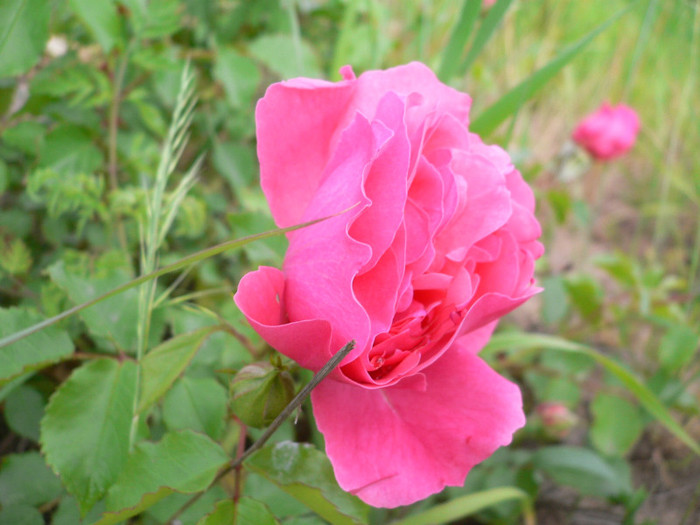 Tr.roz (2) - Roz-foarte florifer