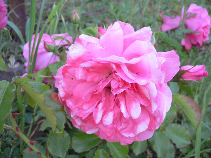 Tr.roz (9) - Roz-foarte florifer