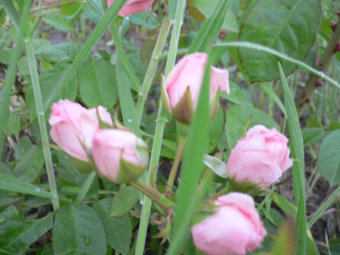 Urcator roz (2) - Roz-somon