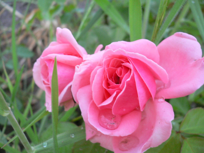 Urcator roz - Roz-somon