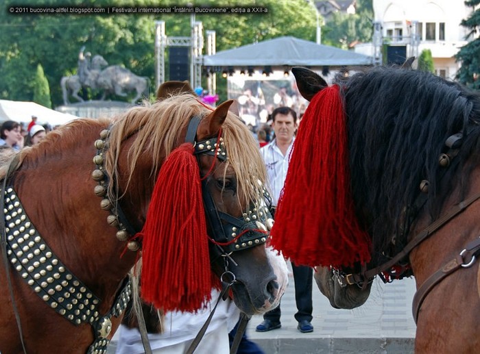 001 - BUCOVINA COLT DE RAI