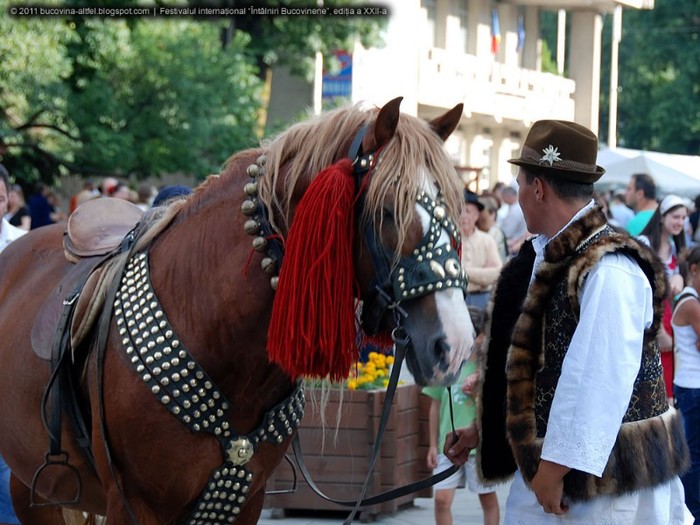 003 - BUCOVINA COLT DE RAI