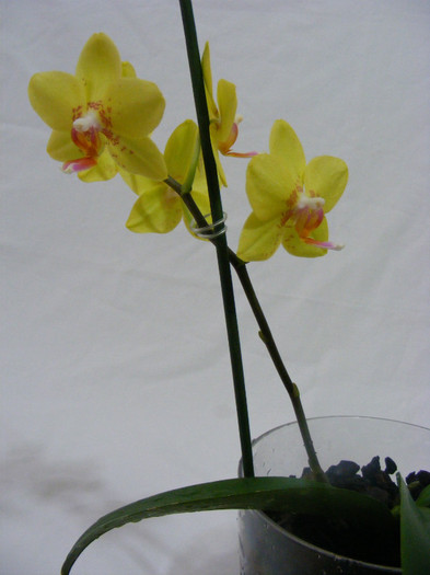 2012 - orhidee 2010-2012