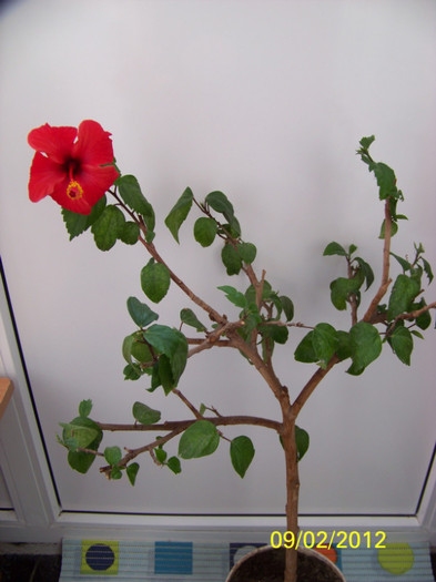 275_4680 - 0 Hibiscusi 2012