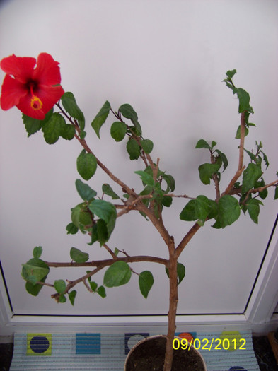 275_4682 - 0 Hibiscusi 2012