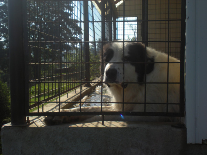 47476288_WOFGQNNBF - caini frumosi