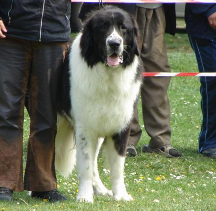 1296396558_76964353_1-Fotografii-de--Ofer-spre-monta-Ciobanesc-Romanesc-de-Bucovina