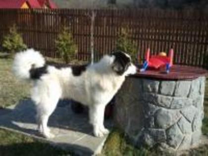 1325799584-ram-2- - Copy - Copy