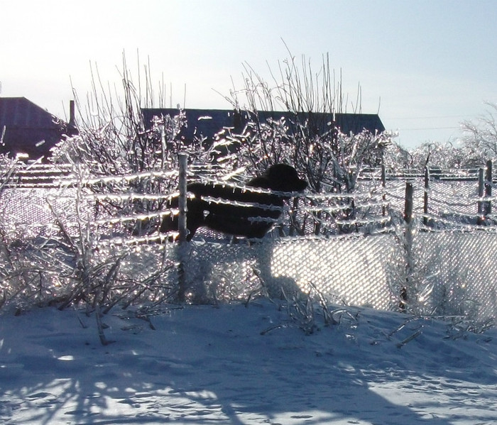 vreau si eu afara dar nu am voie...