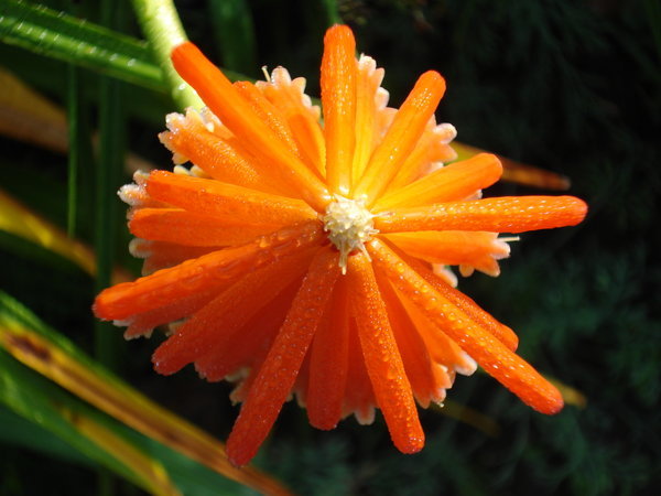 orange_exotic_flower - FLORI RARE